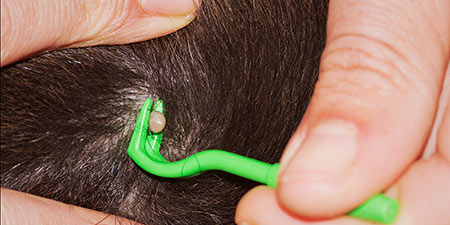 Five Steps for Dog Ticks Removal