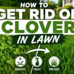how to get rid of clover in lawn